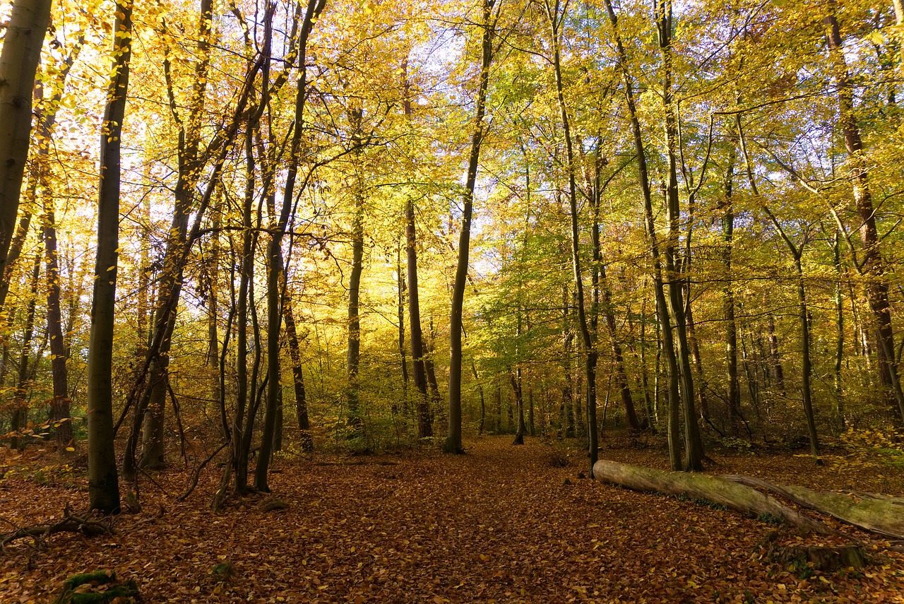 forest  autumn  sun free photo