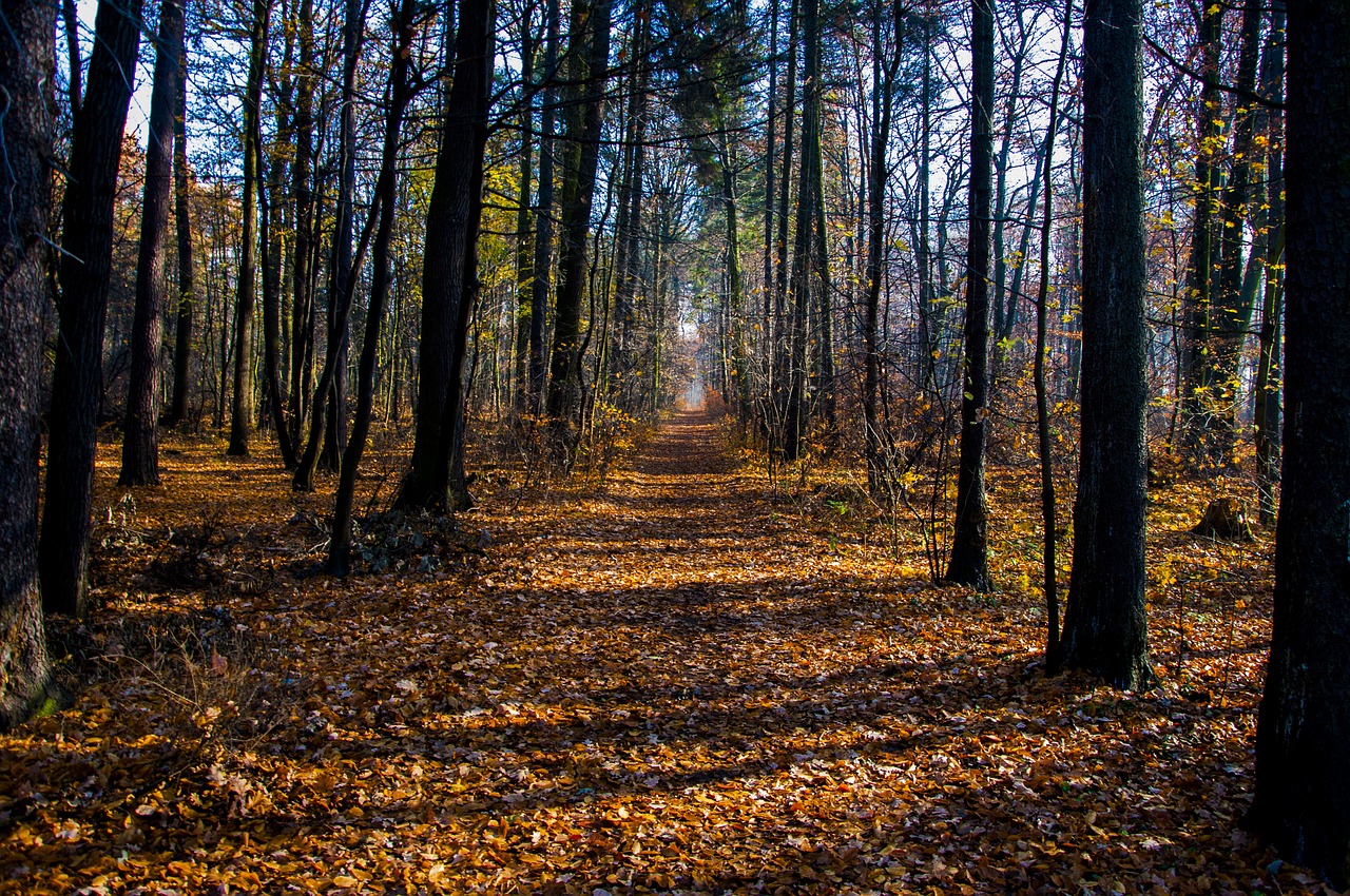 forest  autumn  tree free photo