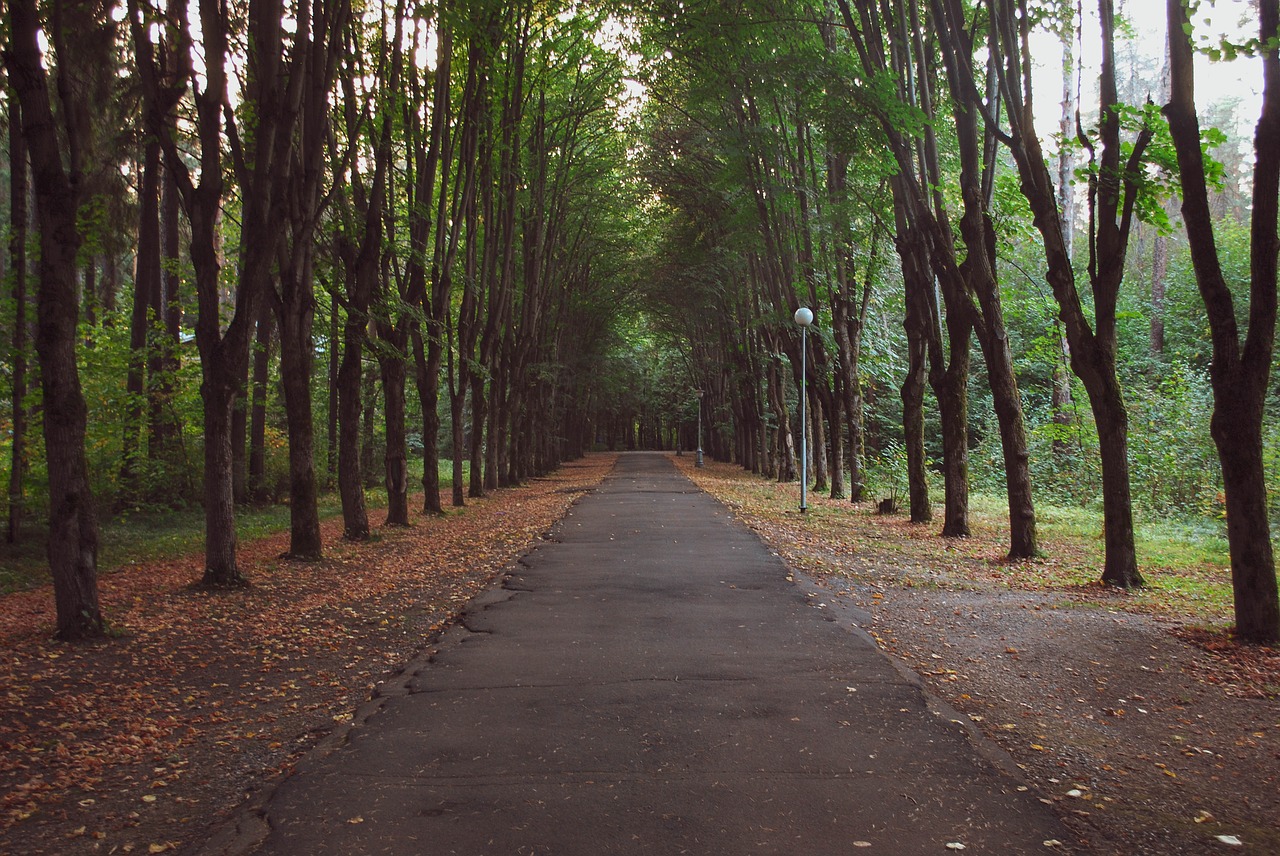 forest  autumn  trees free photo