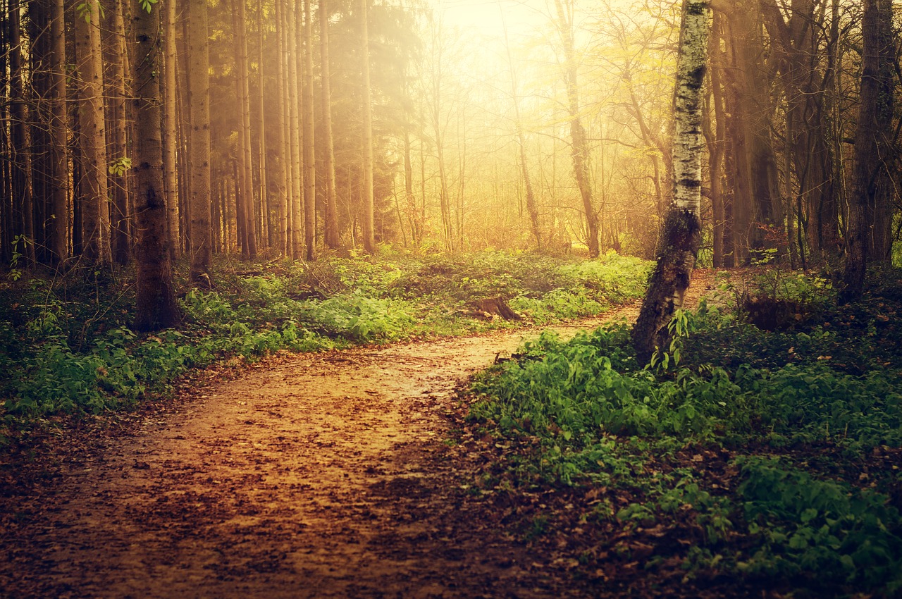 forest  path  trees free photo