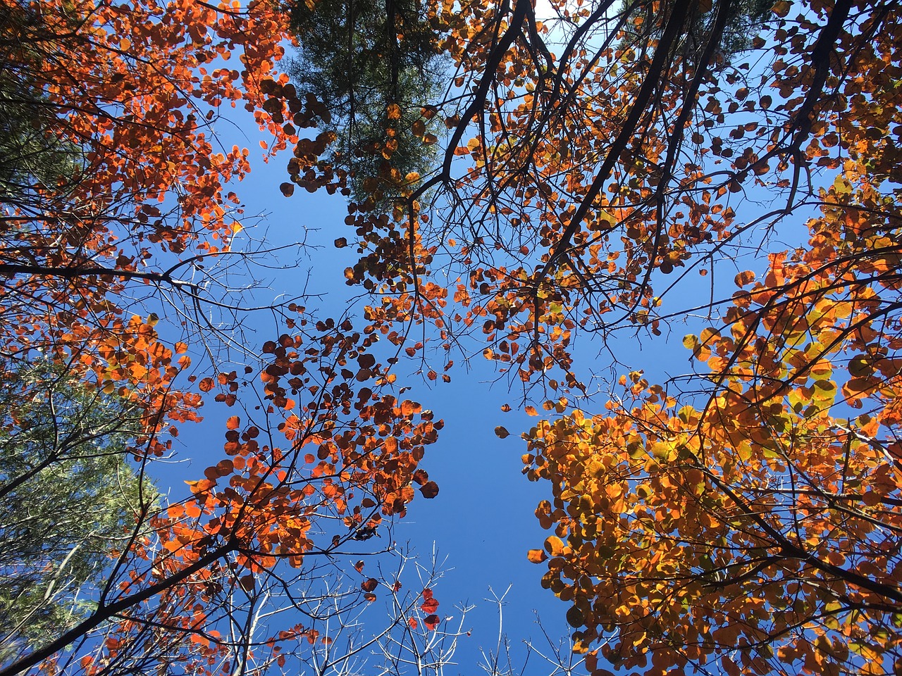 forest  colorful  autumn free photo