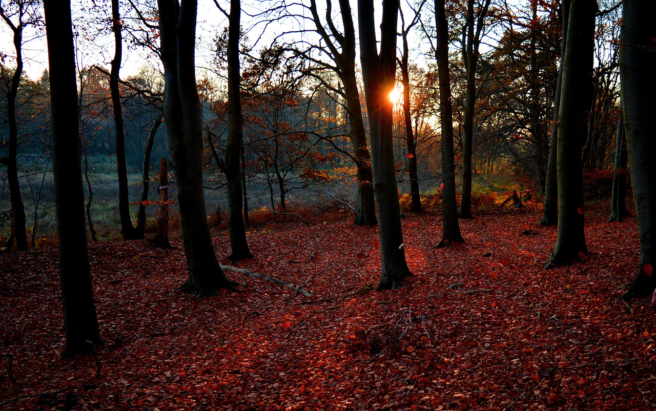 forest  autumn  autumn mood free photo