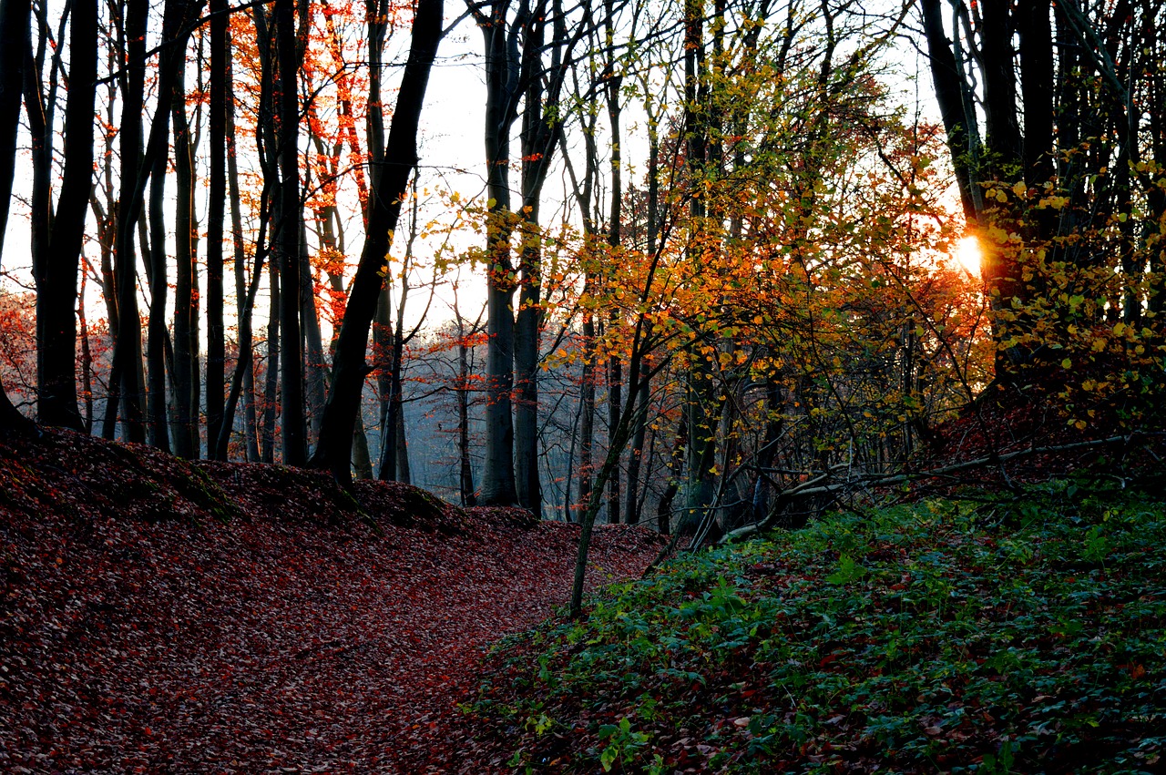 forest  autumn  autumn mood free photo