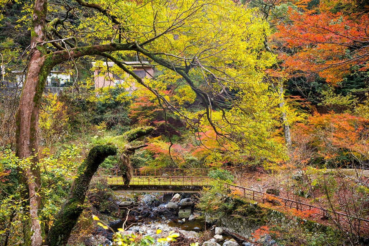 forest  leafs  trees free photo