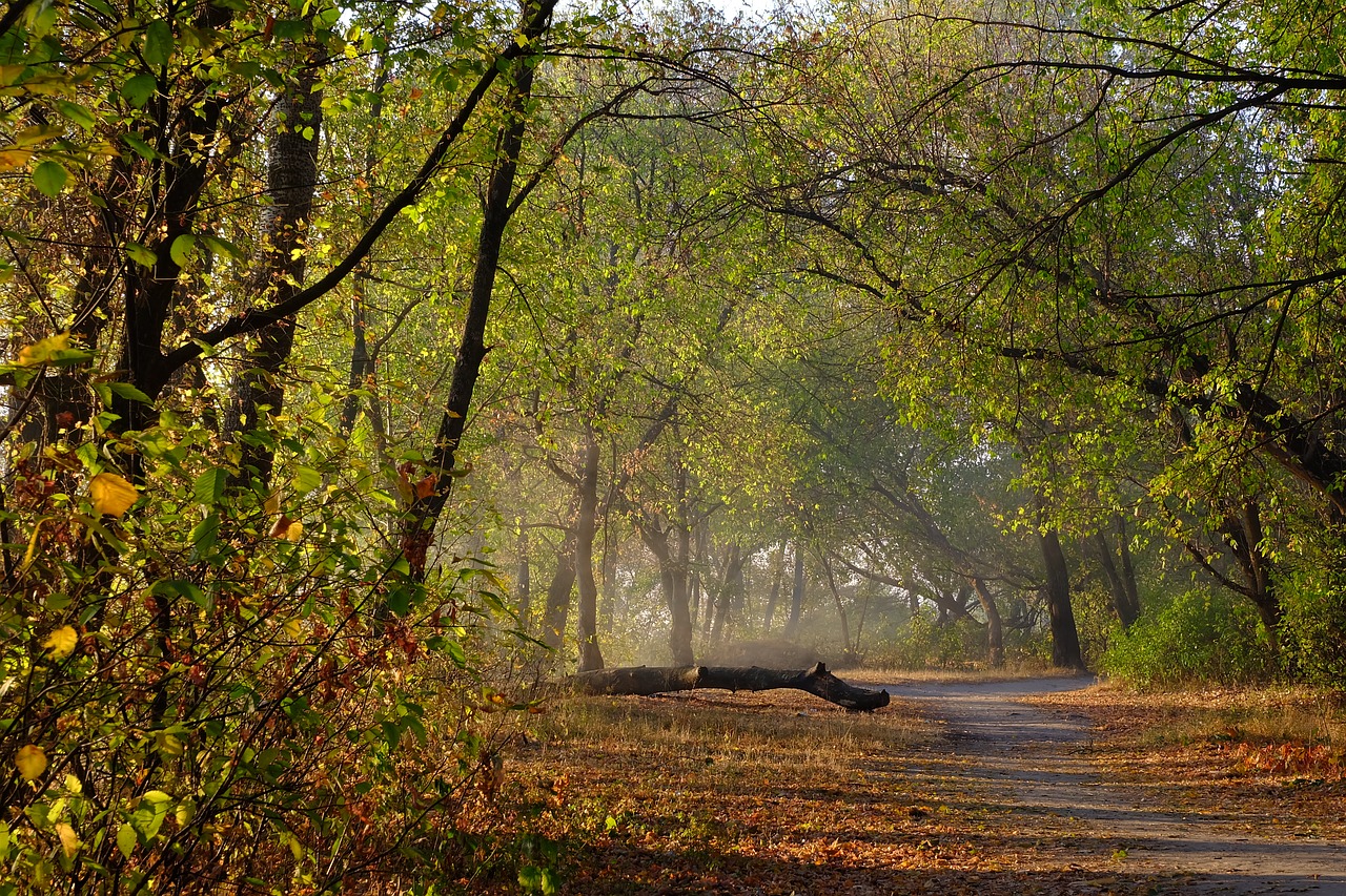 forest  morning  trail free photo