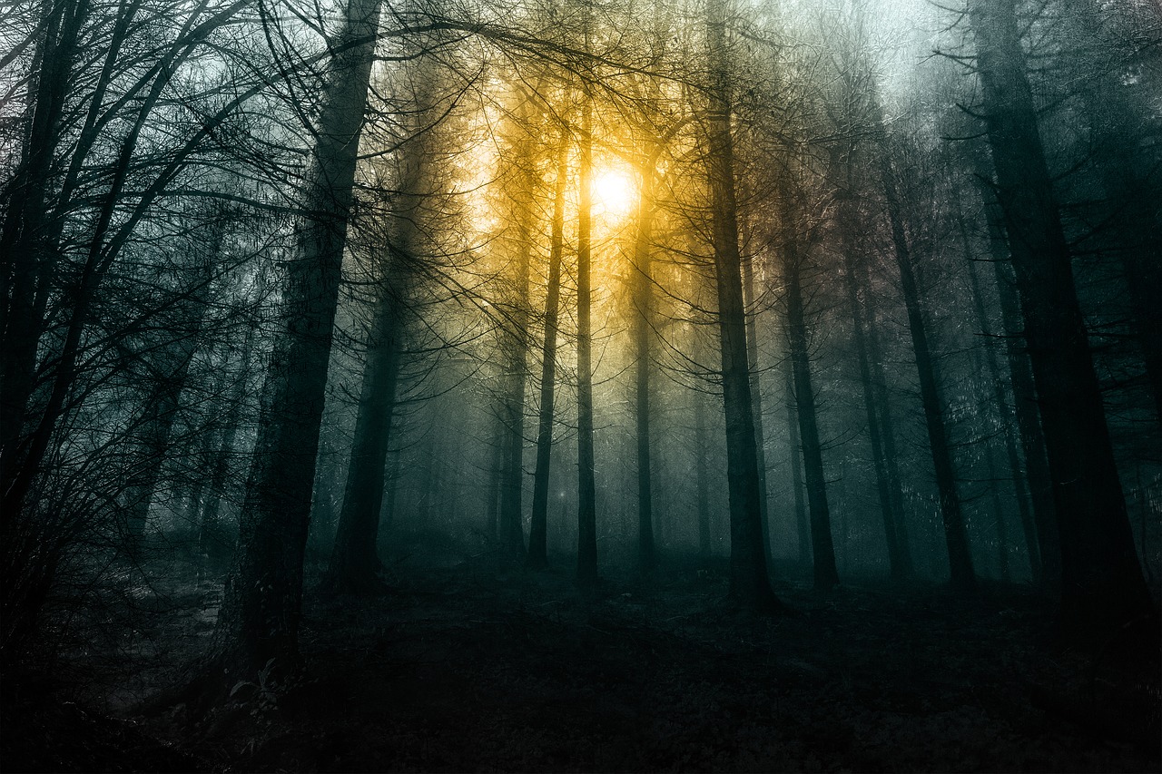 forest  morning  fog free photo