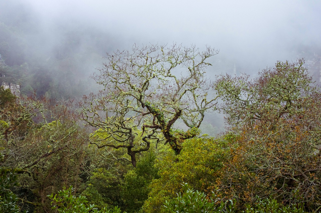 forest  fog  nature free photo