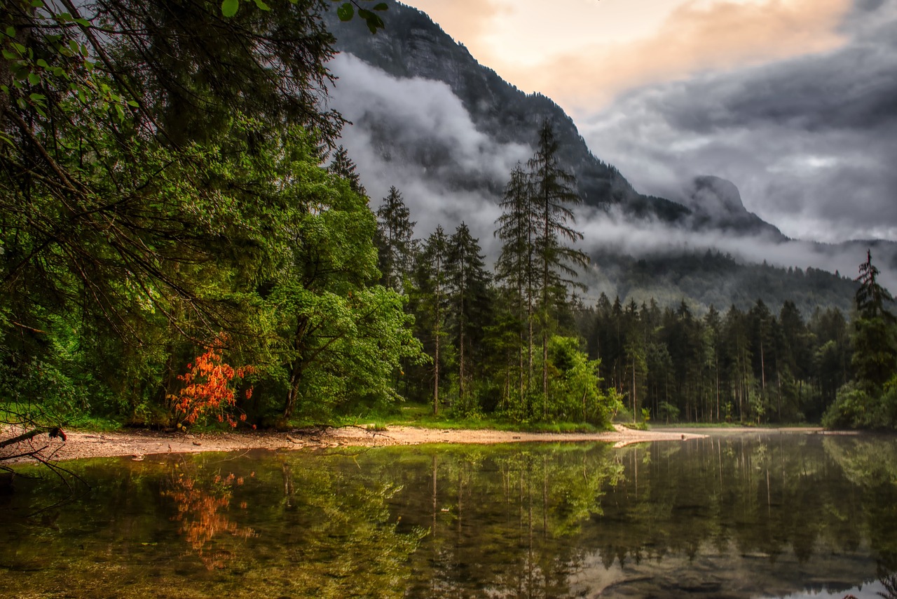 forest  clouds  nature free photo