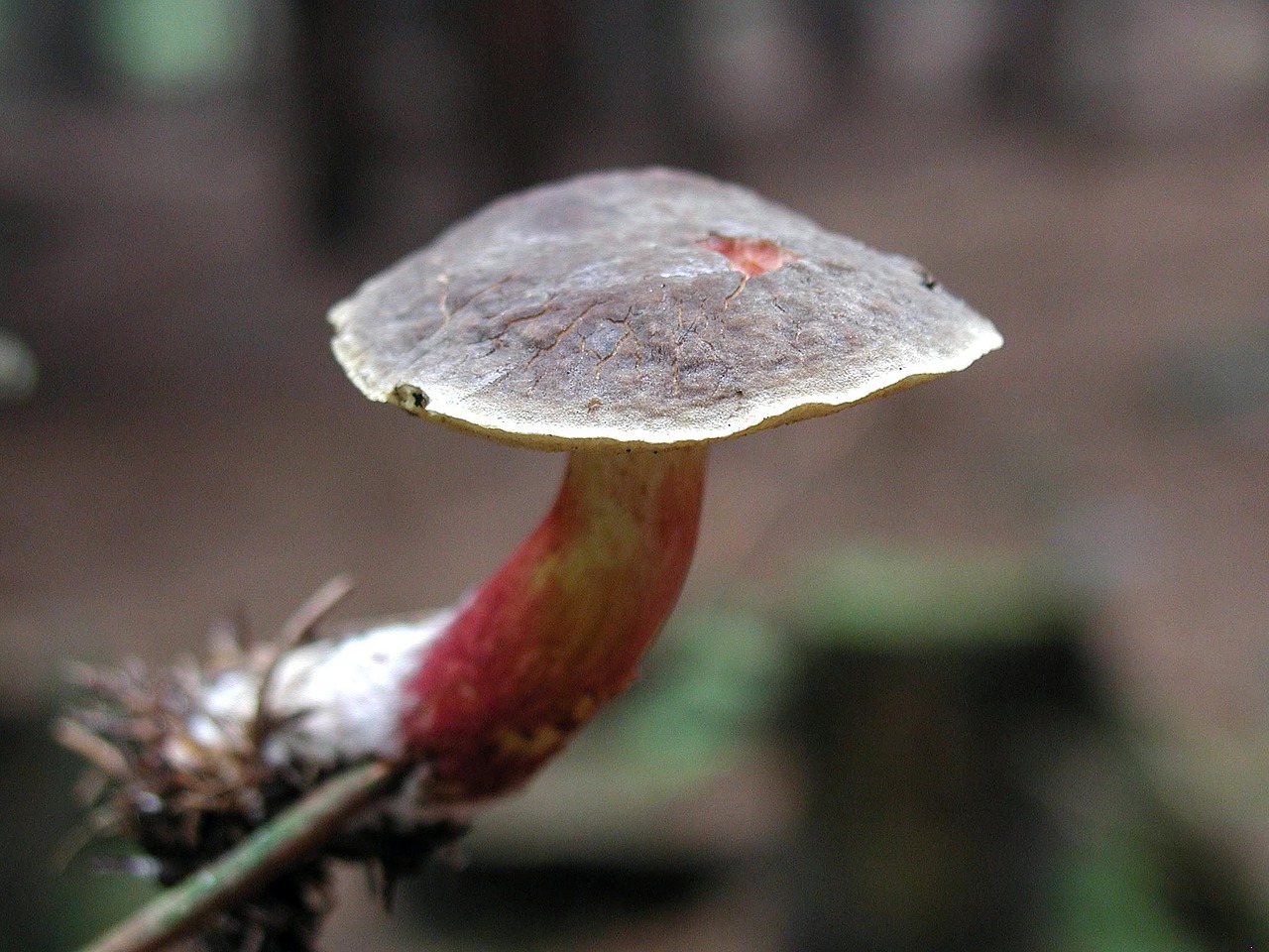 forest mushroom mushrooms free photo