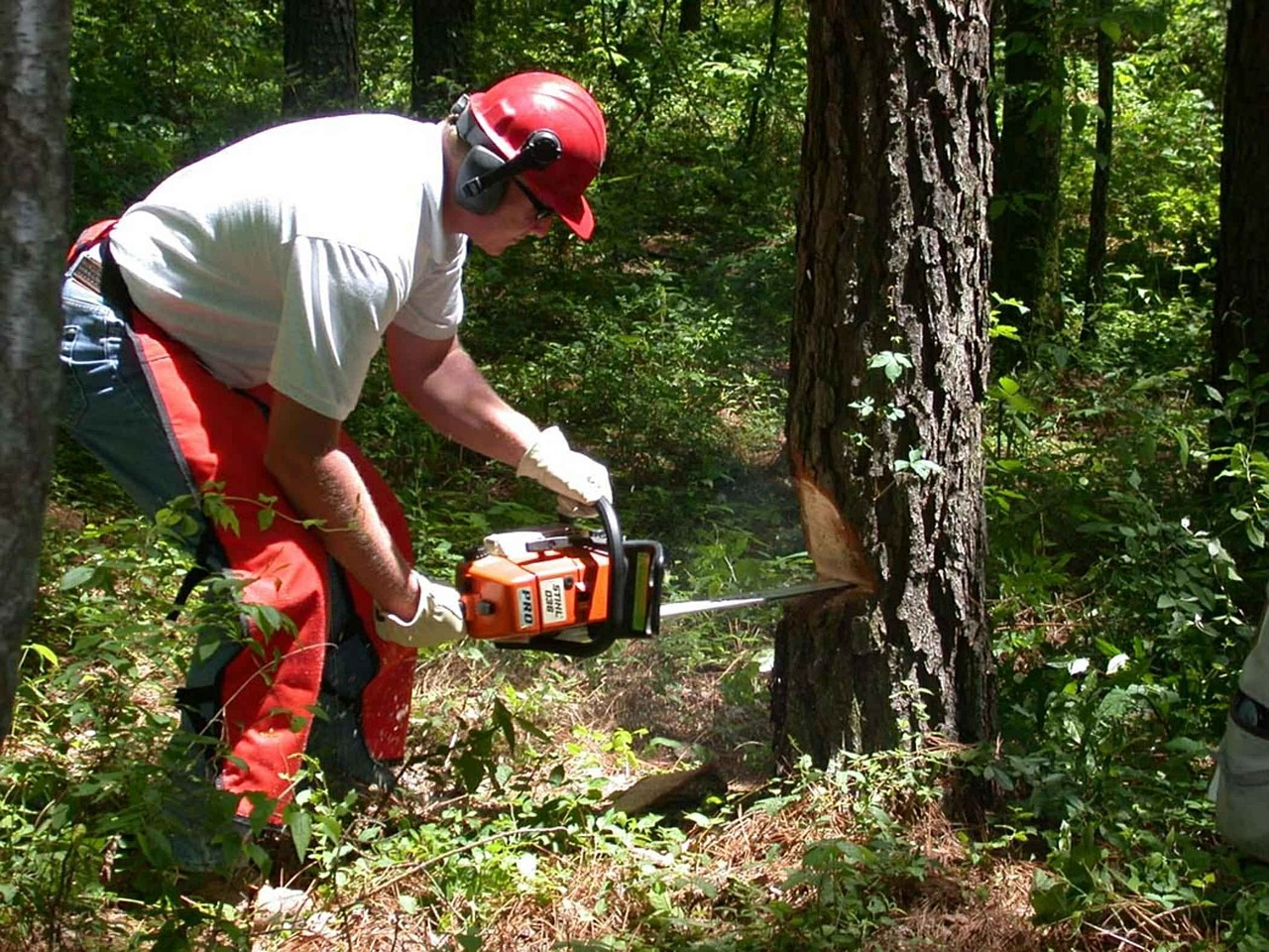 forest chainsaw holds free photo