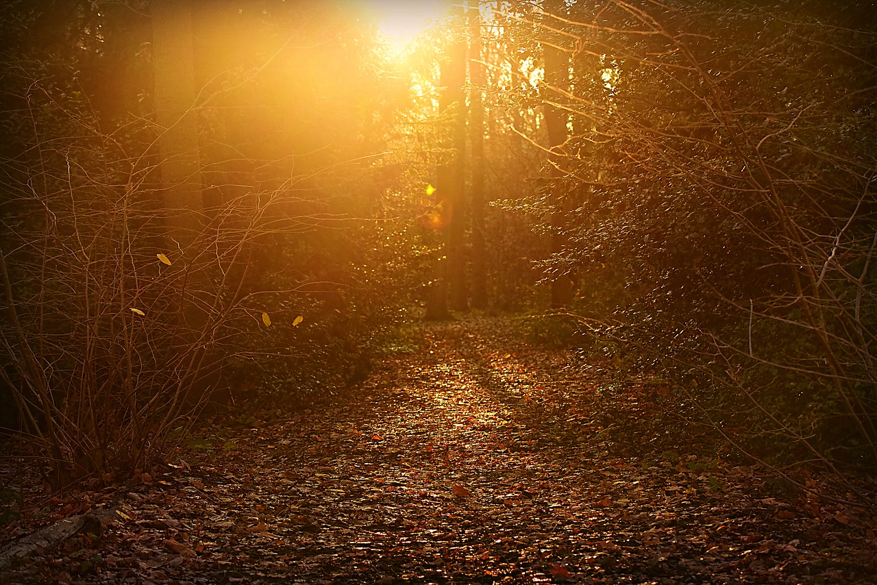 forest  park  path free photo