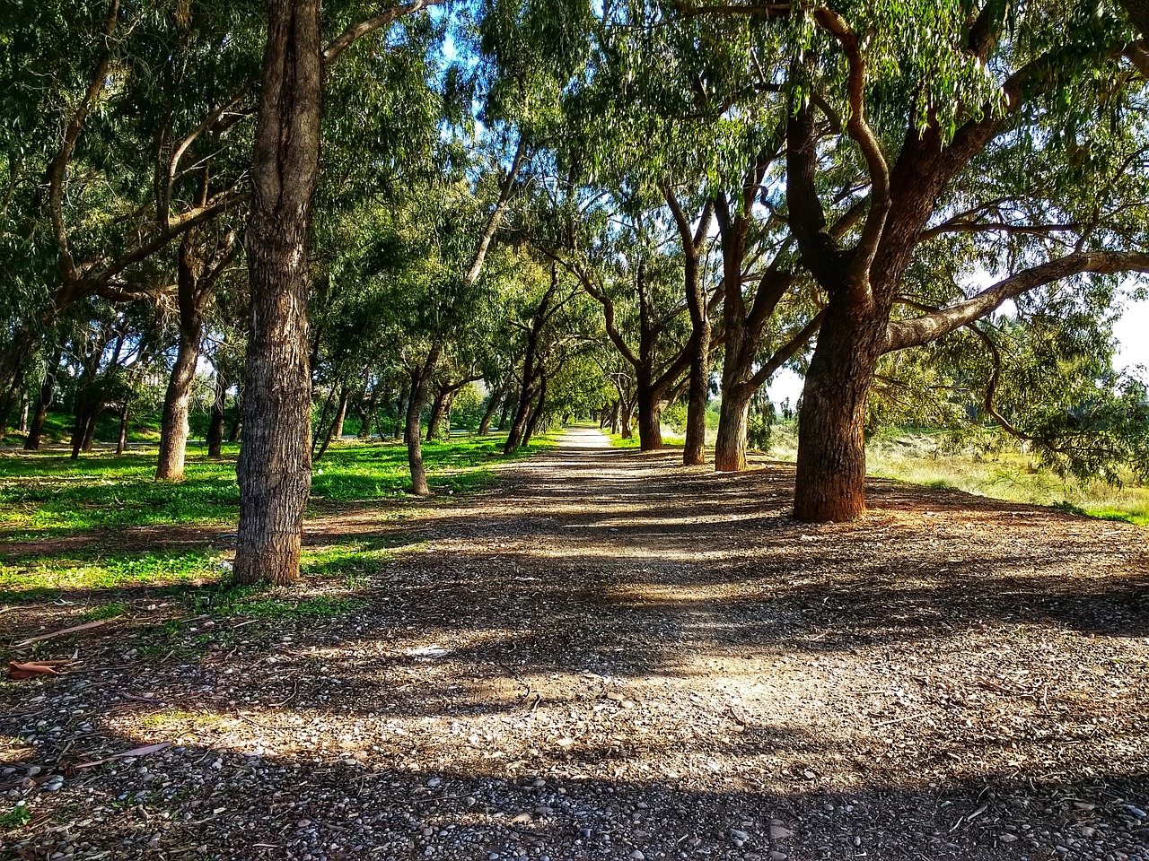 forest  path  sidewalk free photo