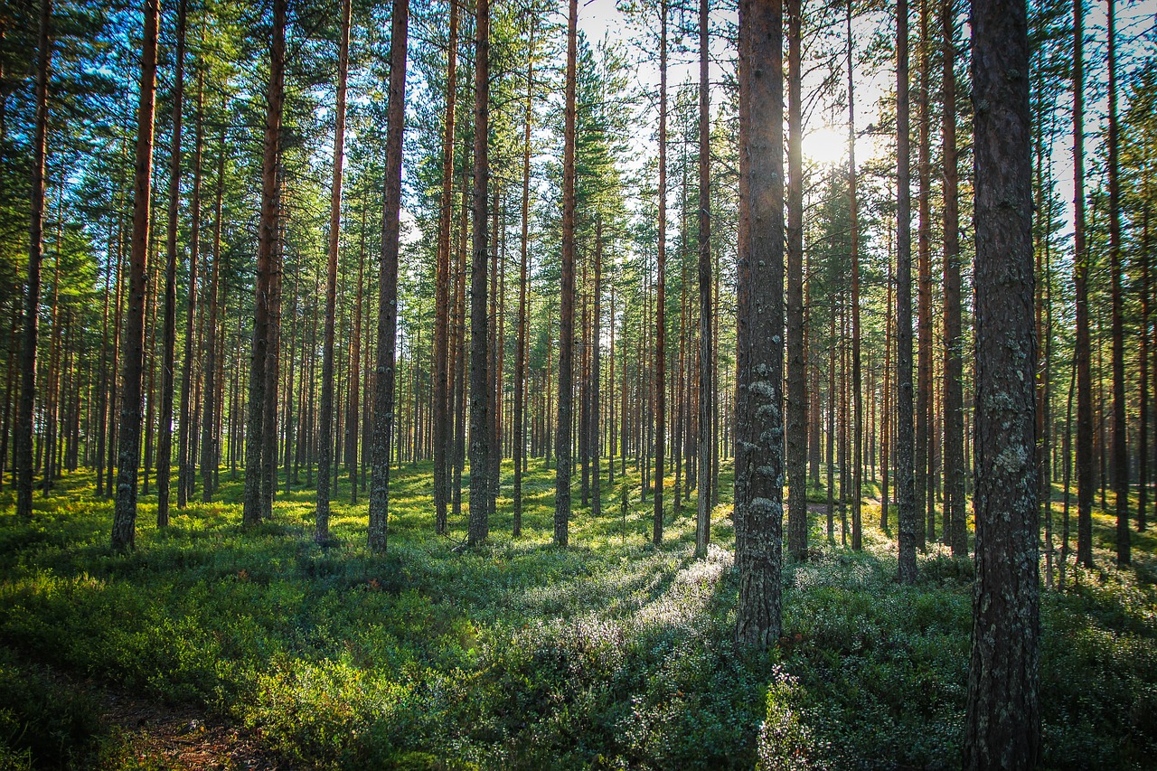 forest  trees  nature free photo