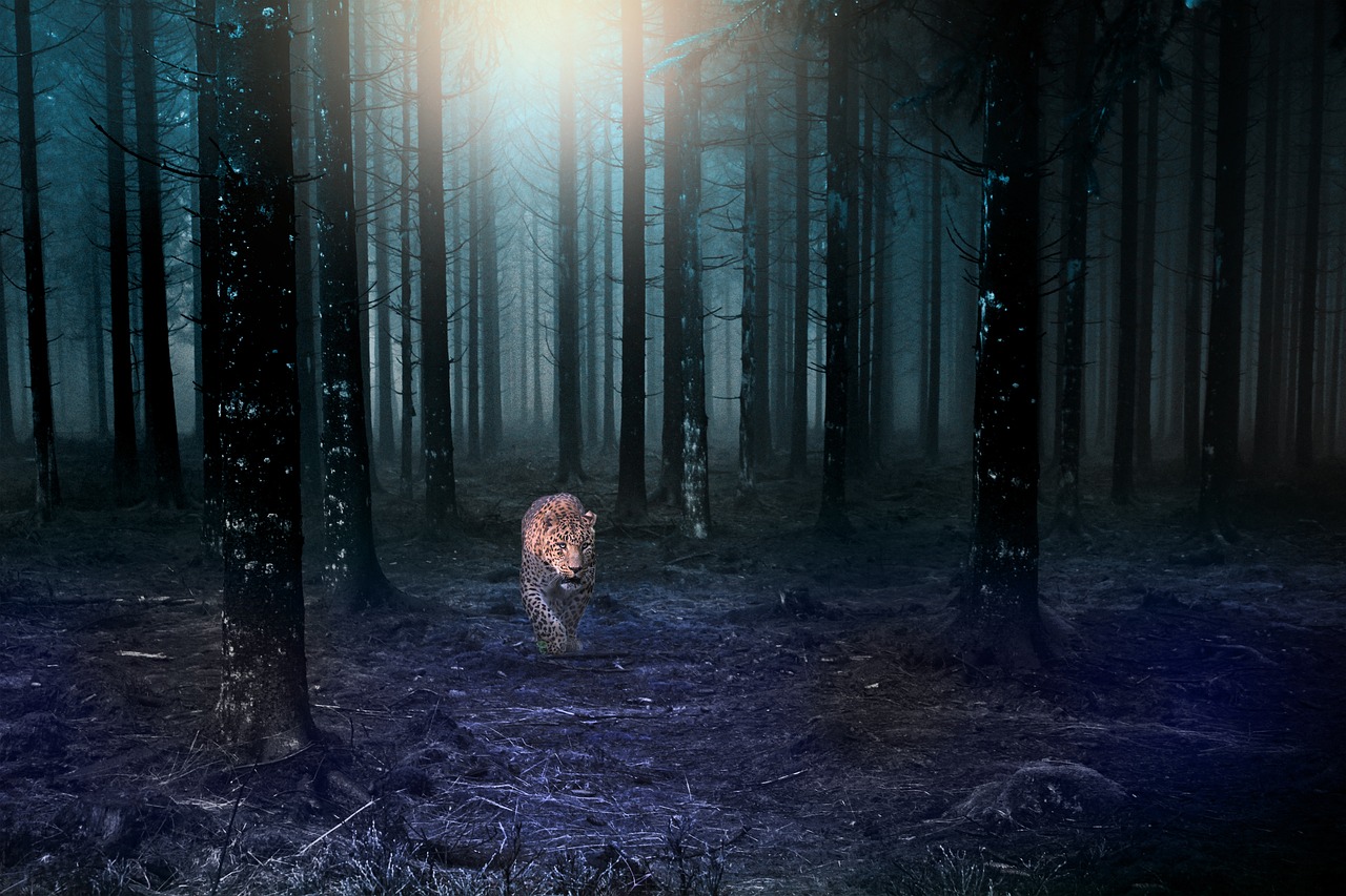 Темная Поляна в темном лесу