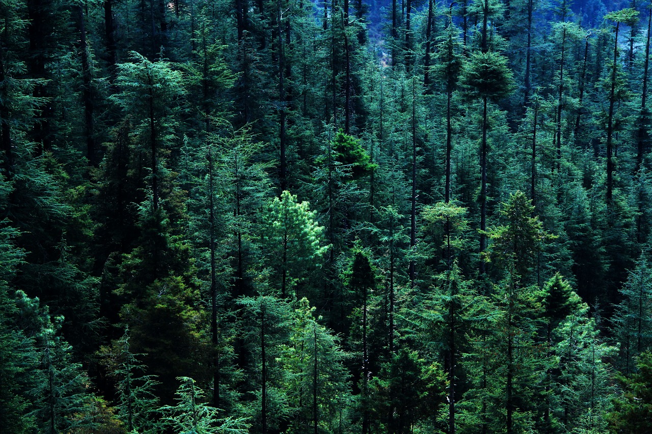 forest  tree  pine tree free photo