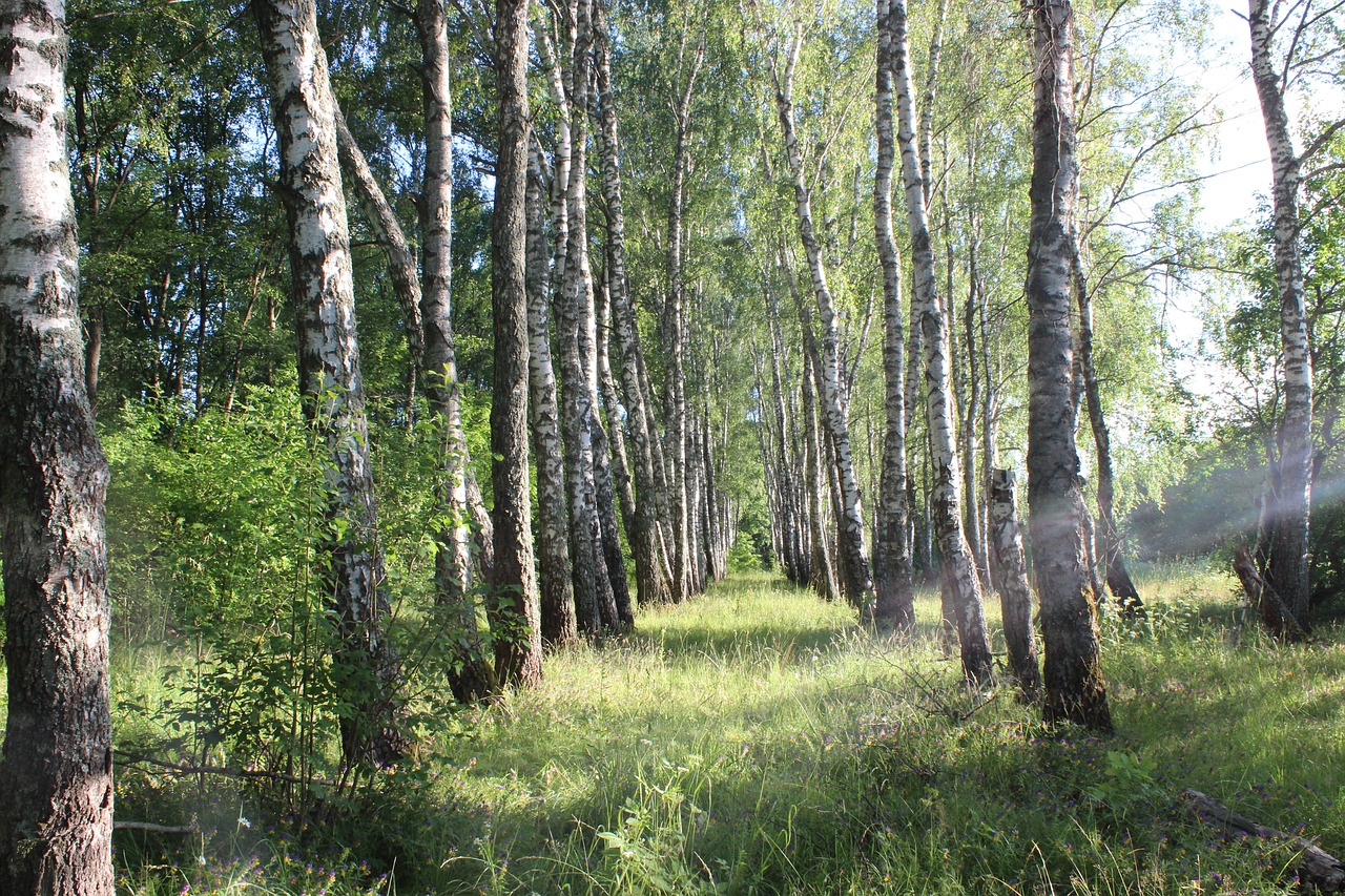 forest  summer  trees free photo