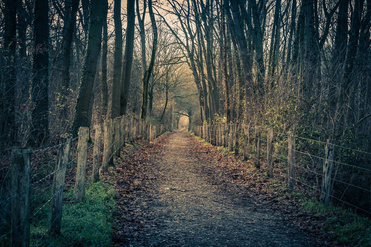 forest  path  rain free photo