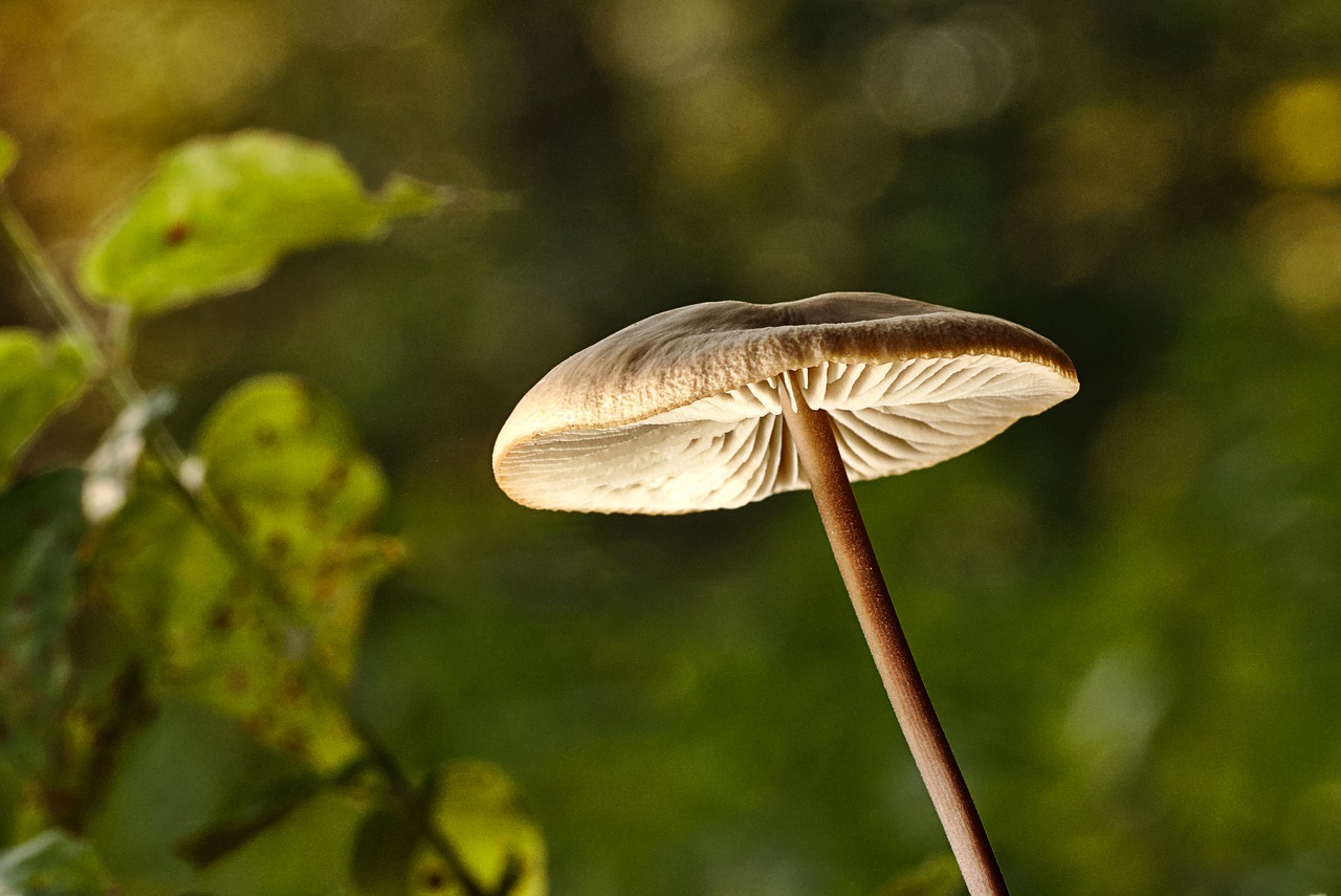 forest  mushroom  disc fungus free photo