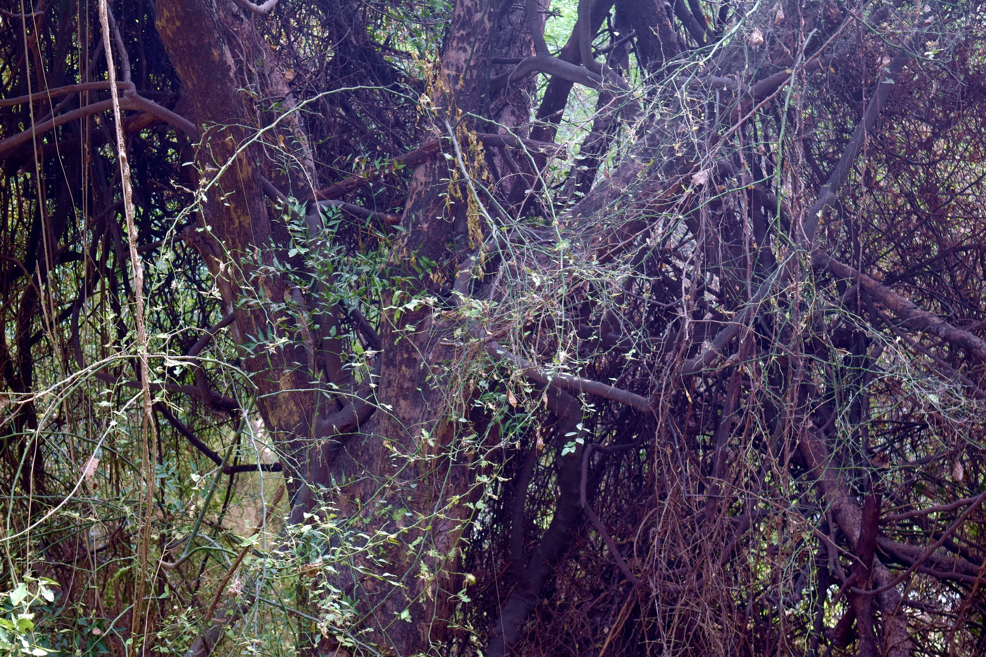 forest trees green free photo