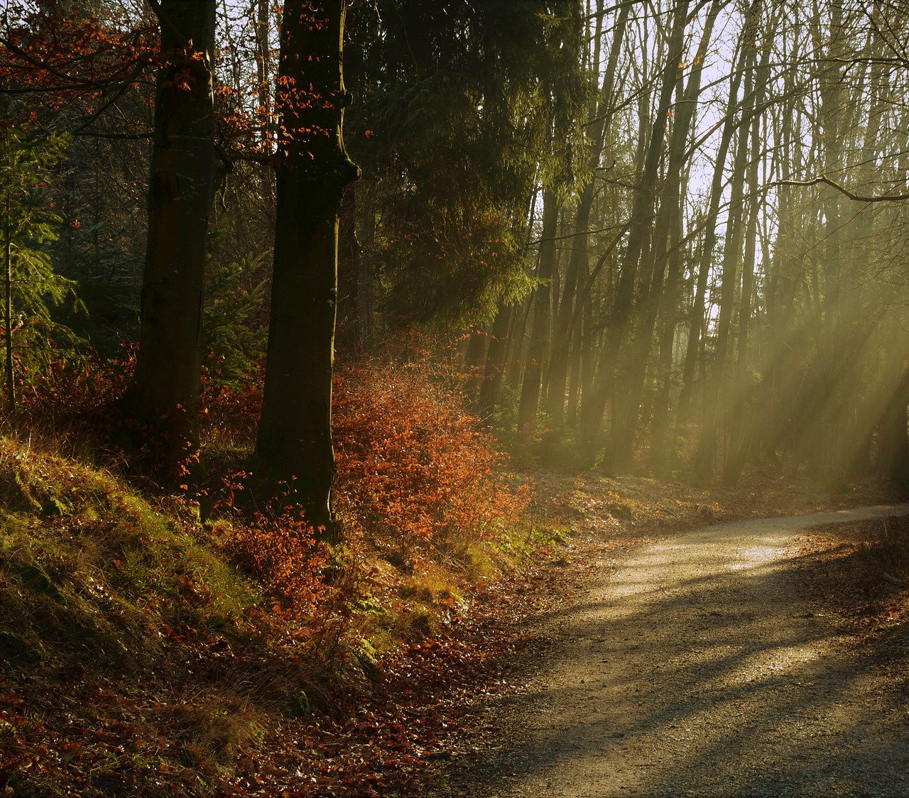 forest  trees  nature free photo