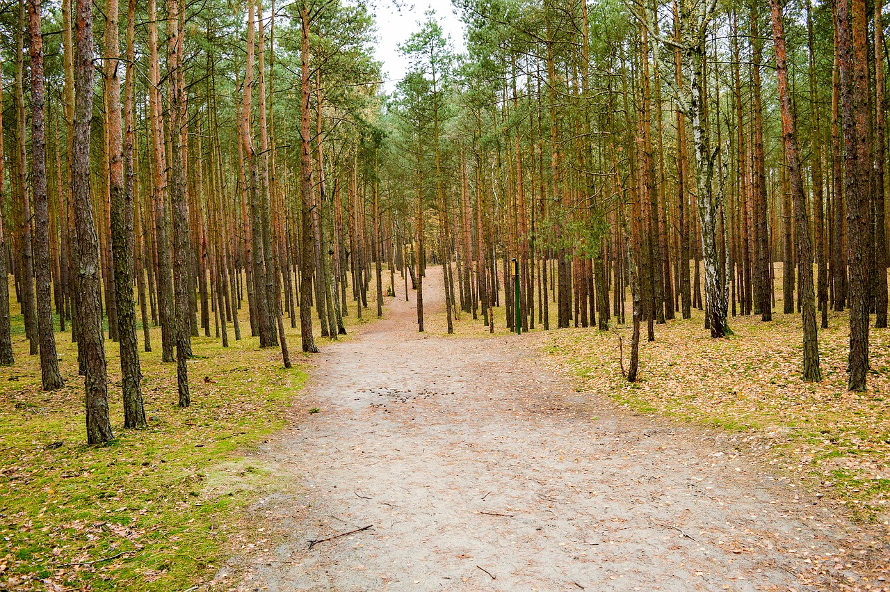 forest  tree  the path free photo