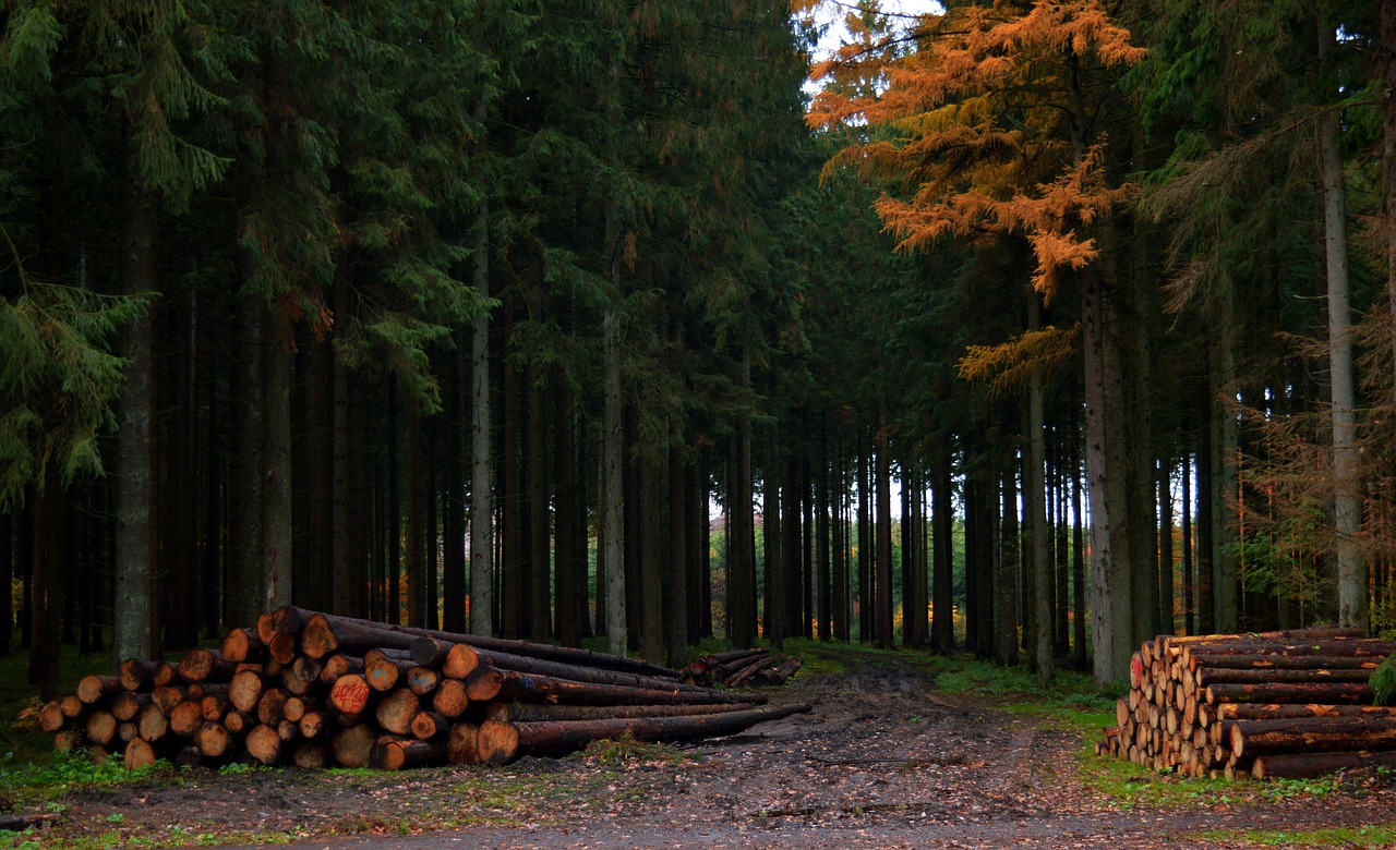 forest  tree trunks  autumn free photo