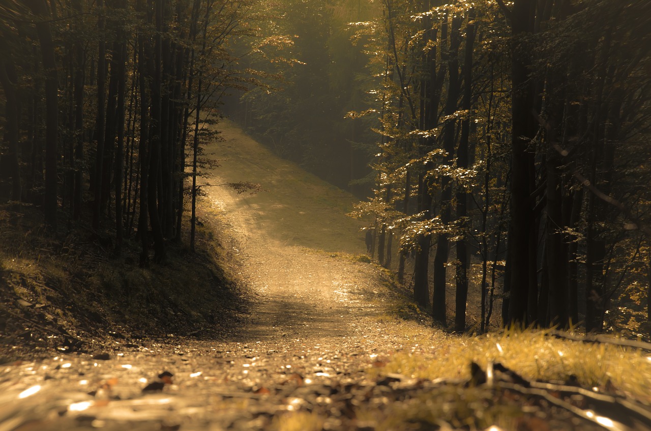 forest  the path  landscape free photo