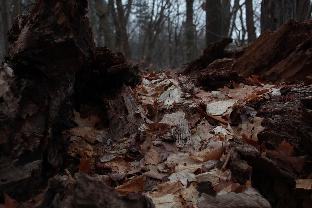 forest  landscape  leaves free photo