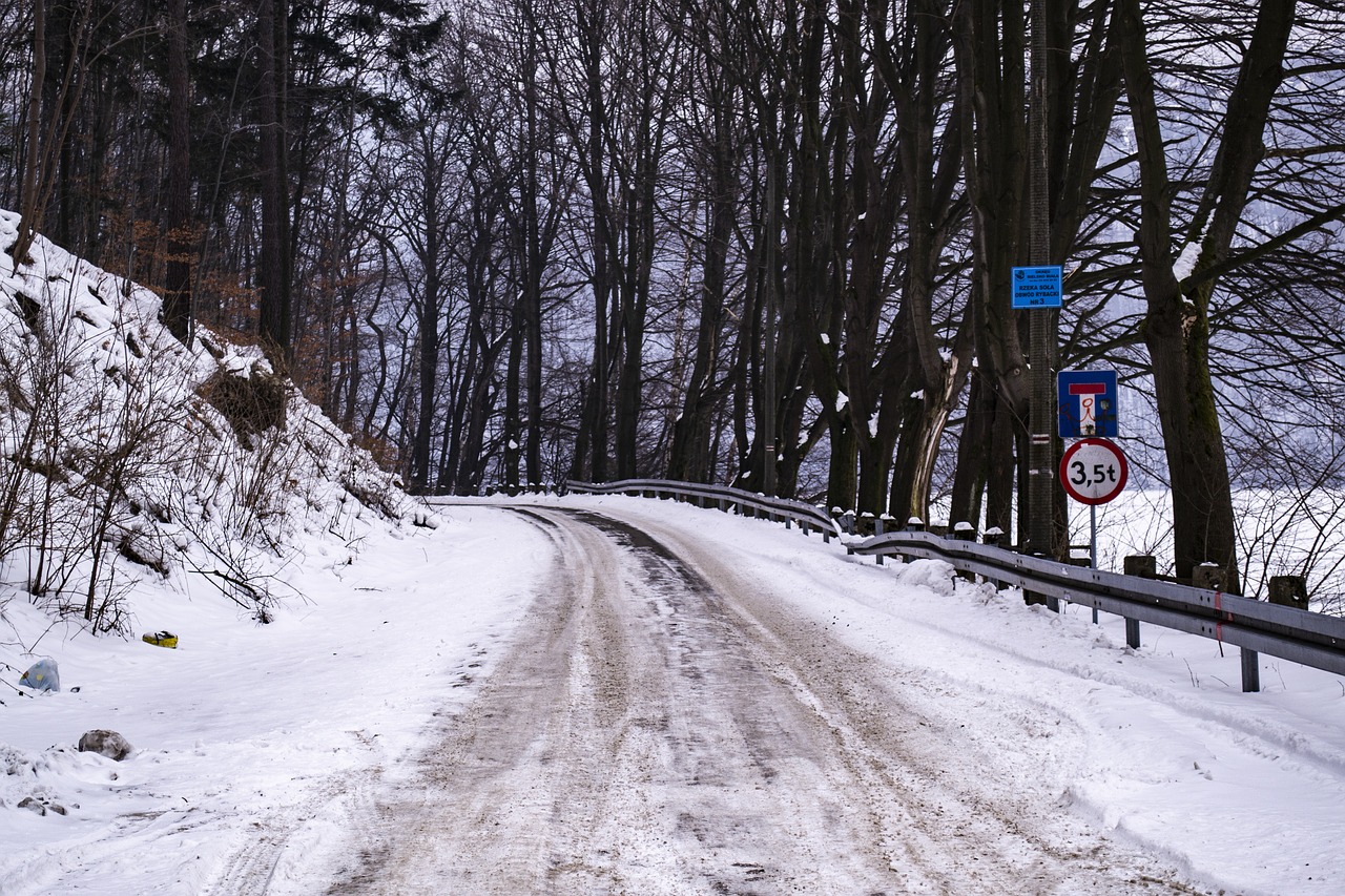 forest  way  winter free photo