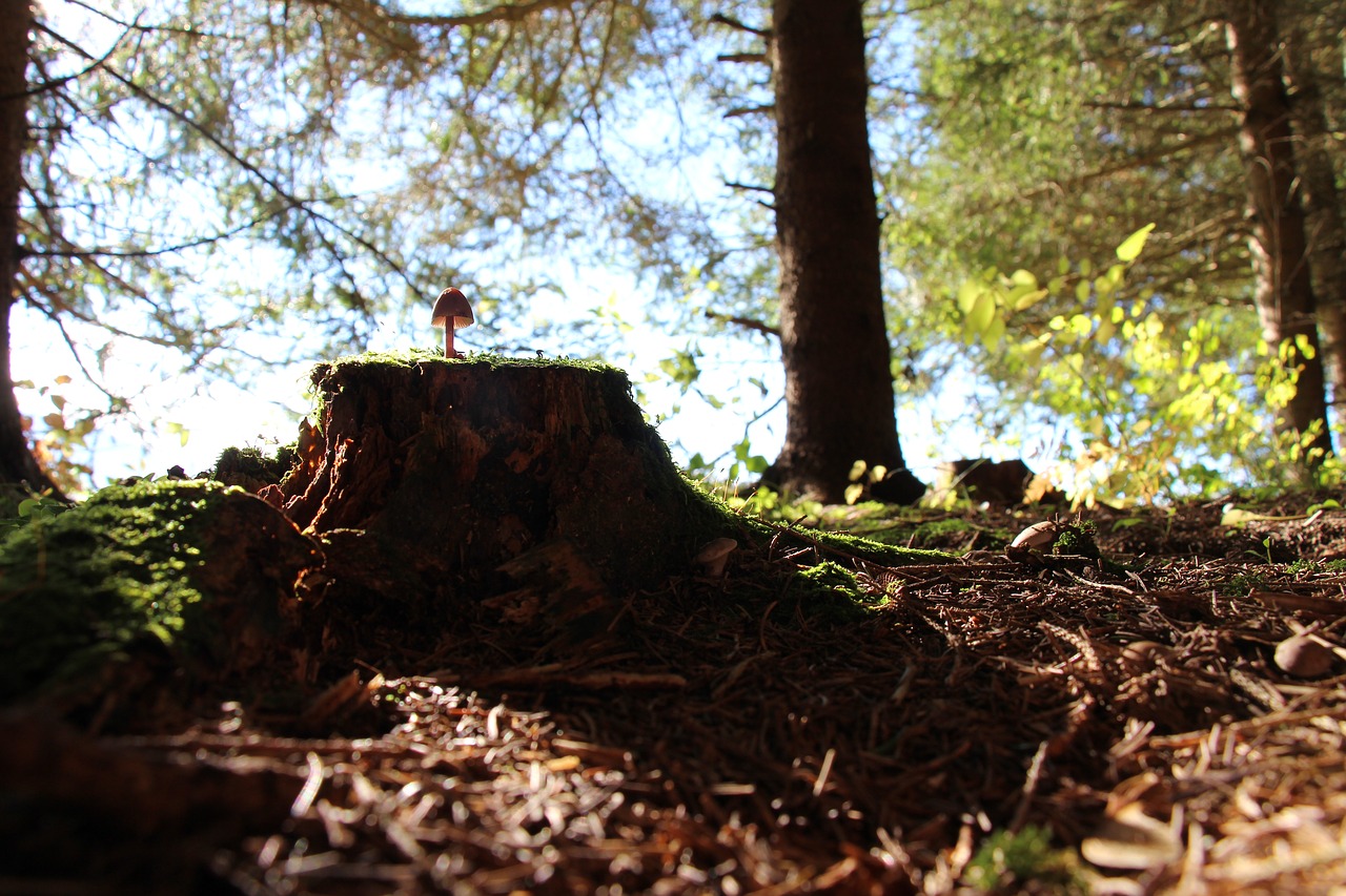 forest  mushroom  tree stump free photo