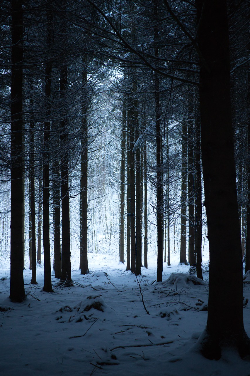 forest  winter  nature free photo