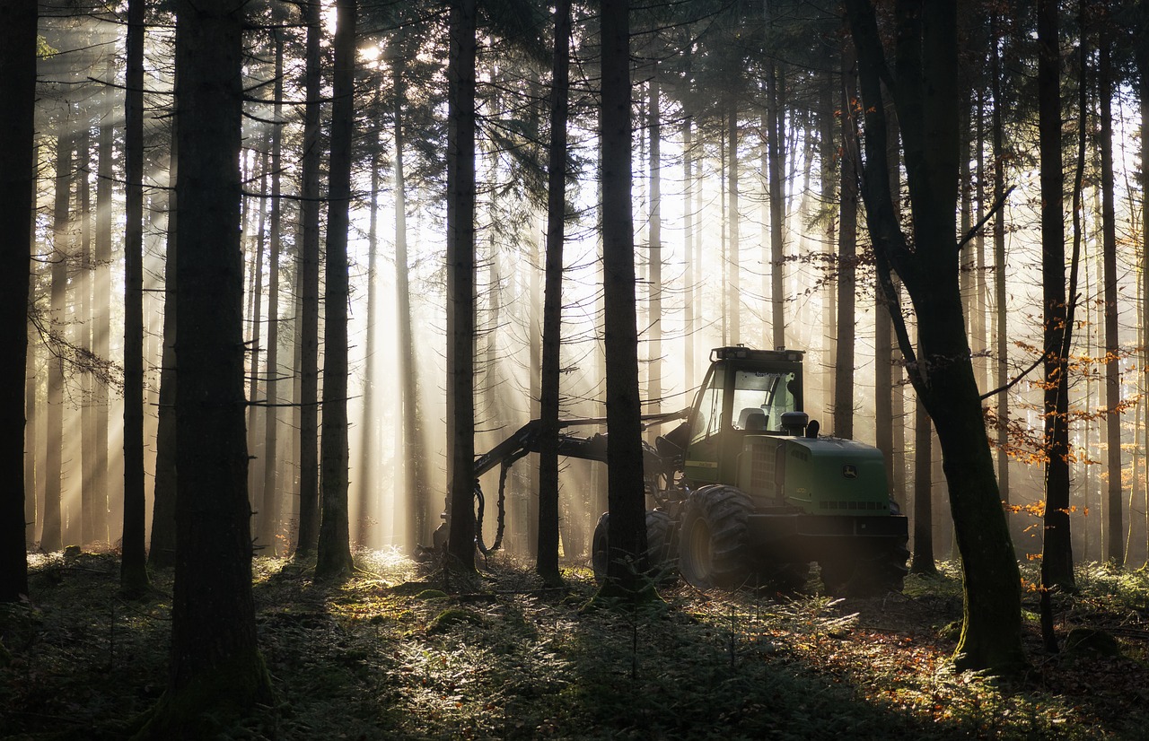 forest  backlighting  harvester free photo