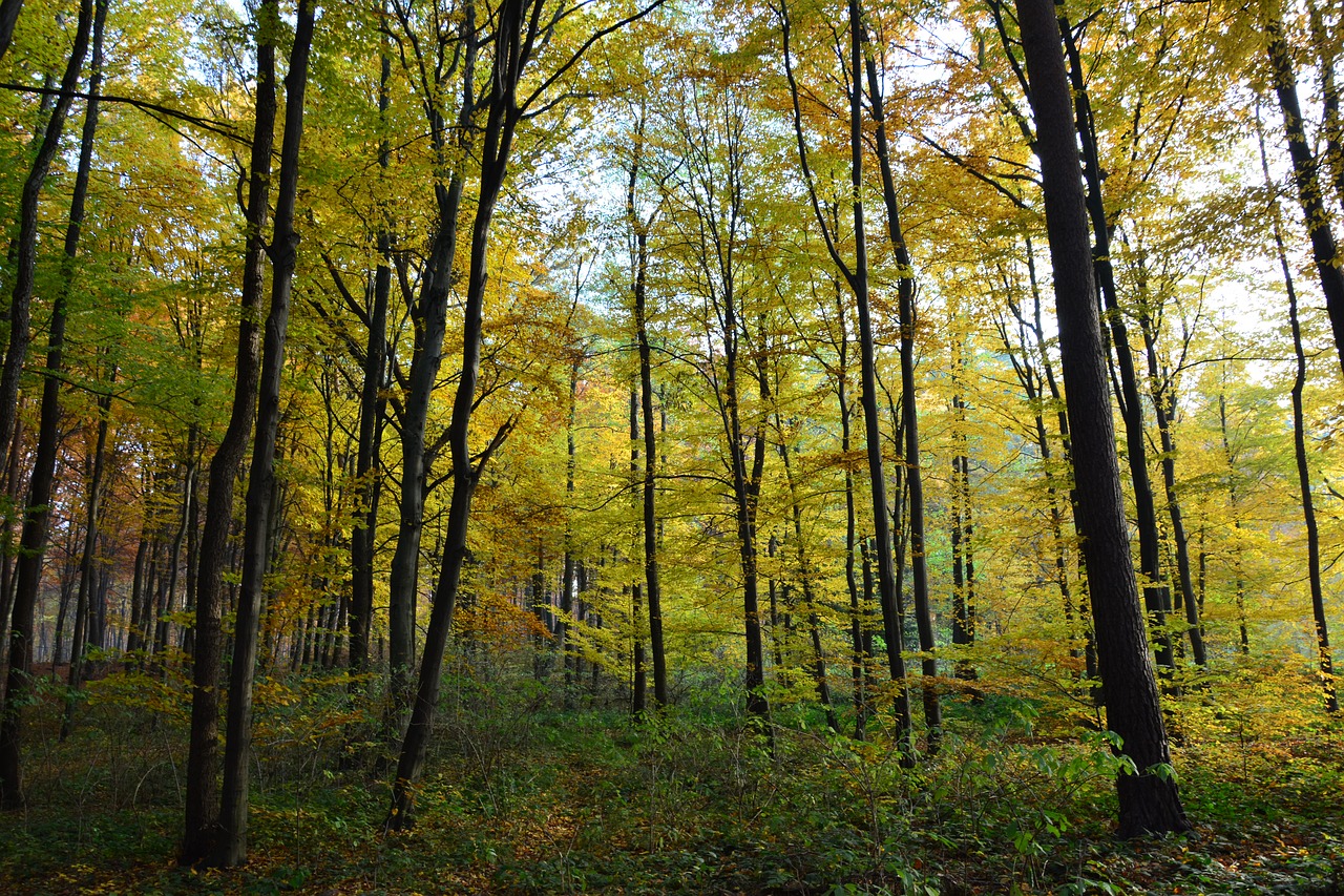 forest  tree  nature free photo