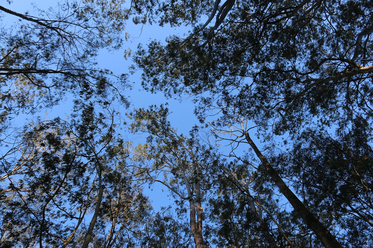 forest  tree  sky free photo