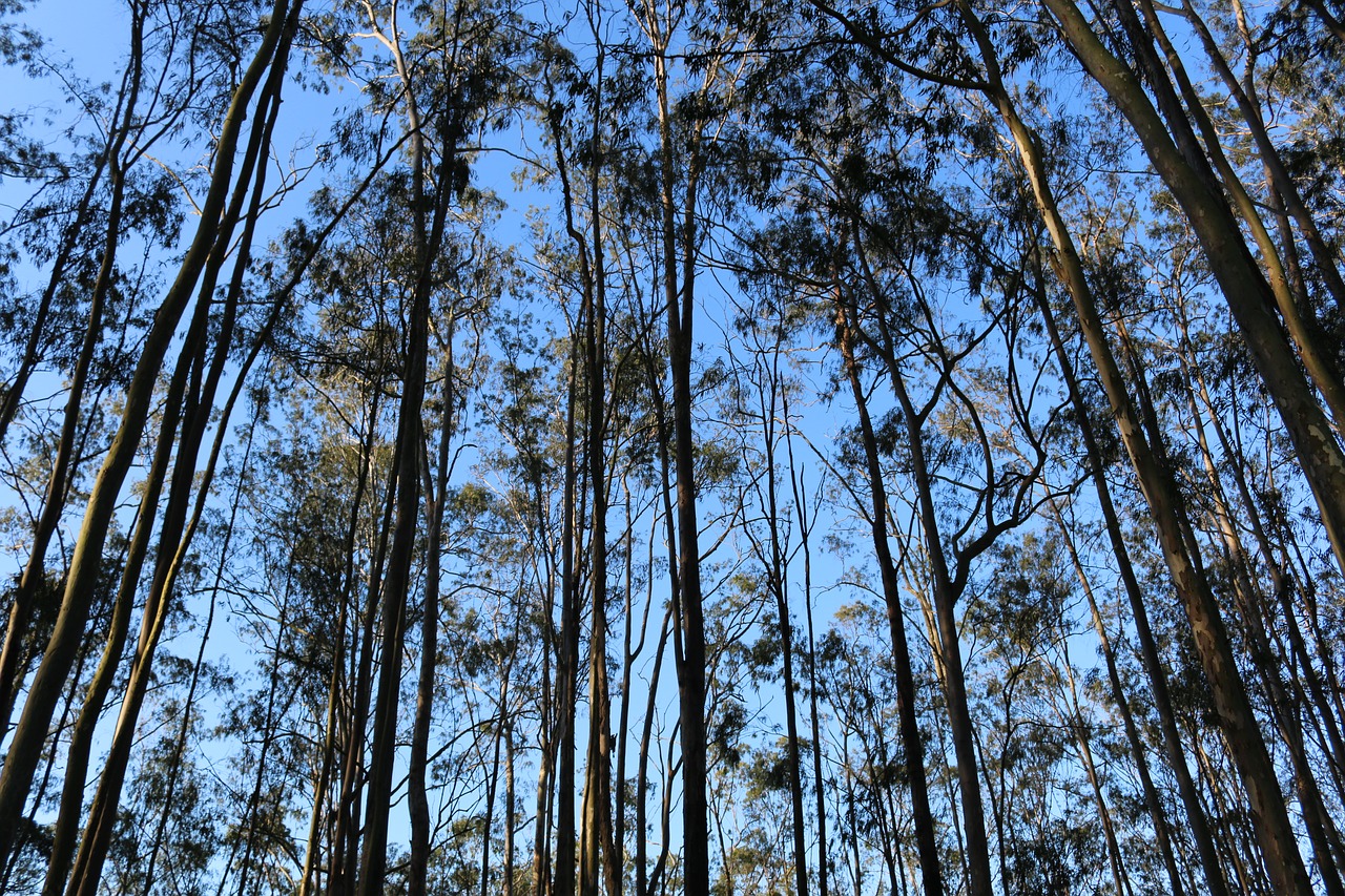 forest  tree  sky free photo