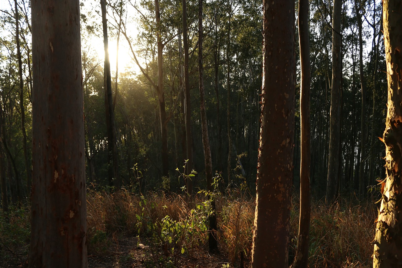 forest  tree  sky free photo