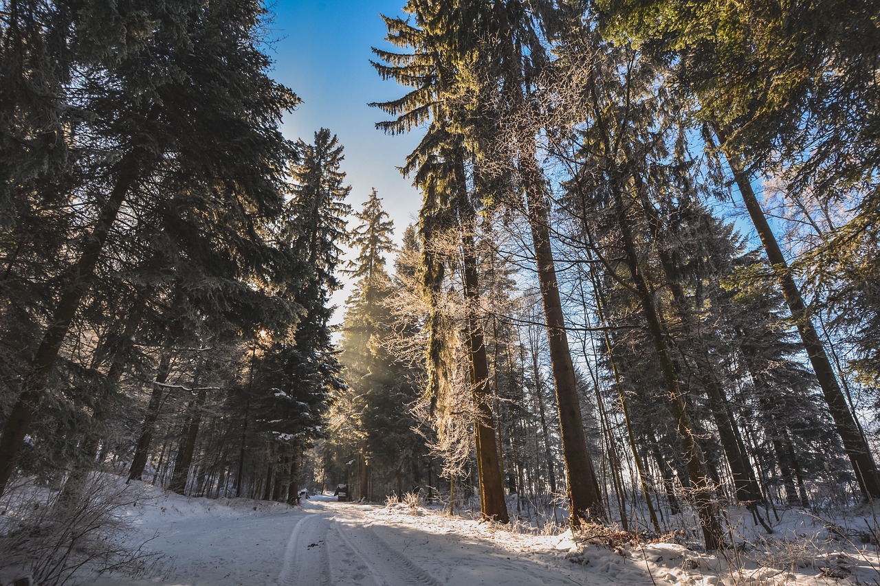 forest  snow  path free photo