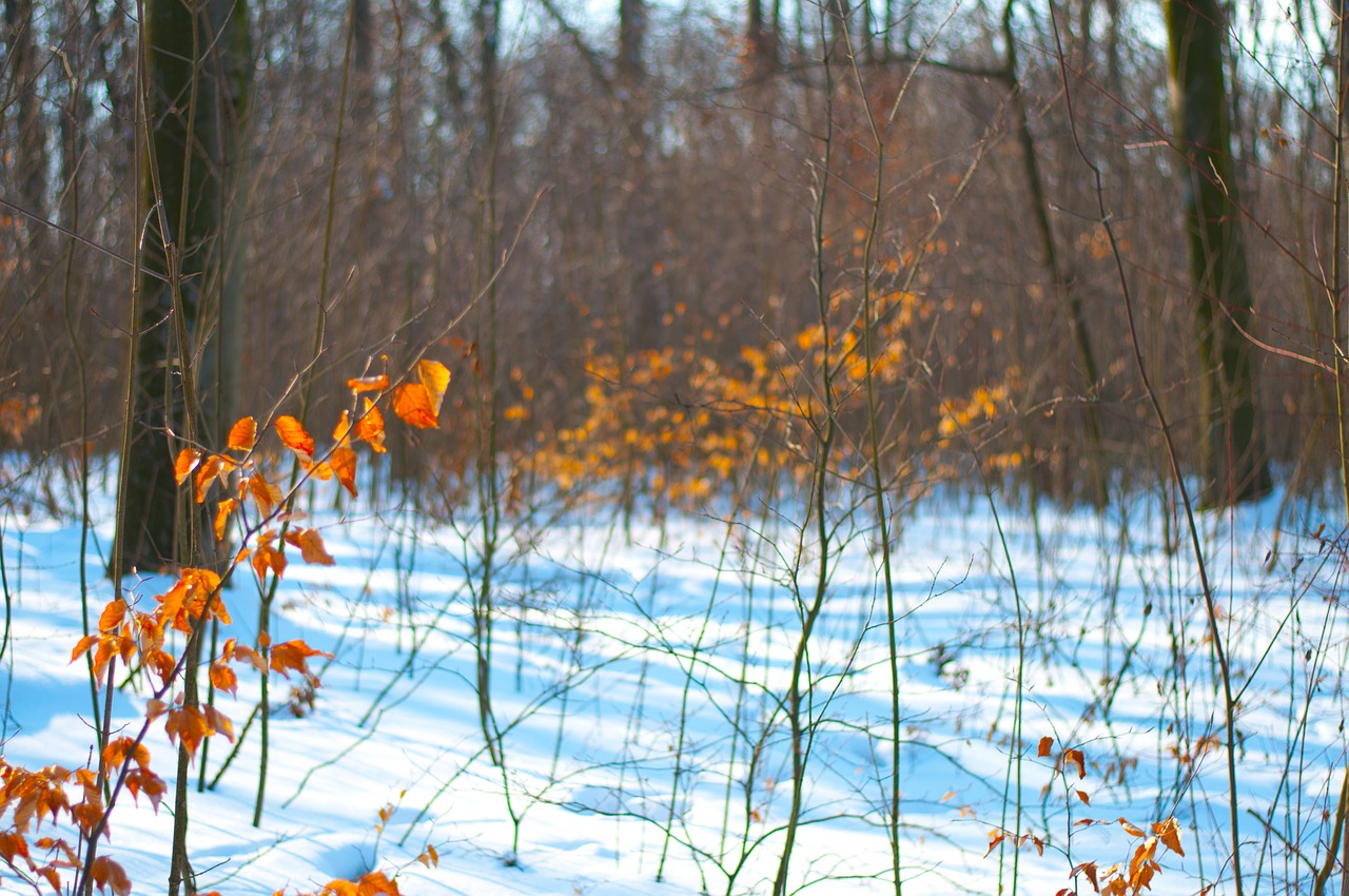 forest  winter  snow free photo