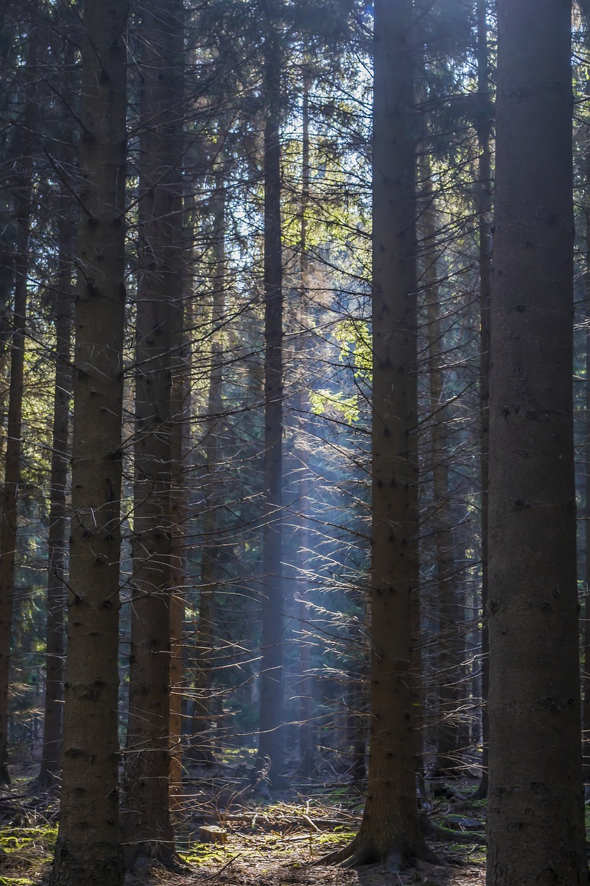 forest  light  landscape free photo