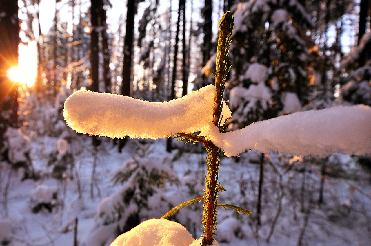 forest  snow  nature free photo