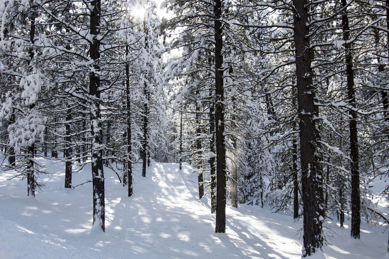 forest  snow  cold free photo