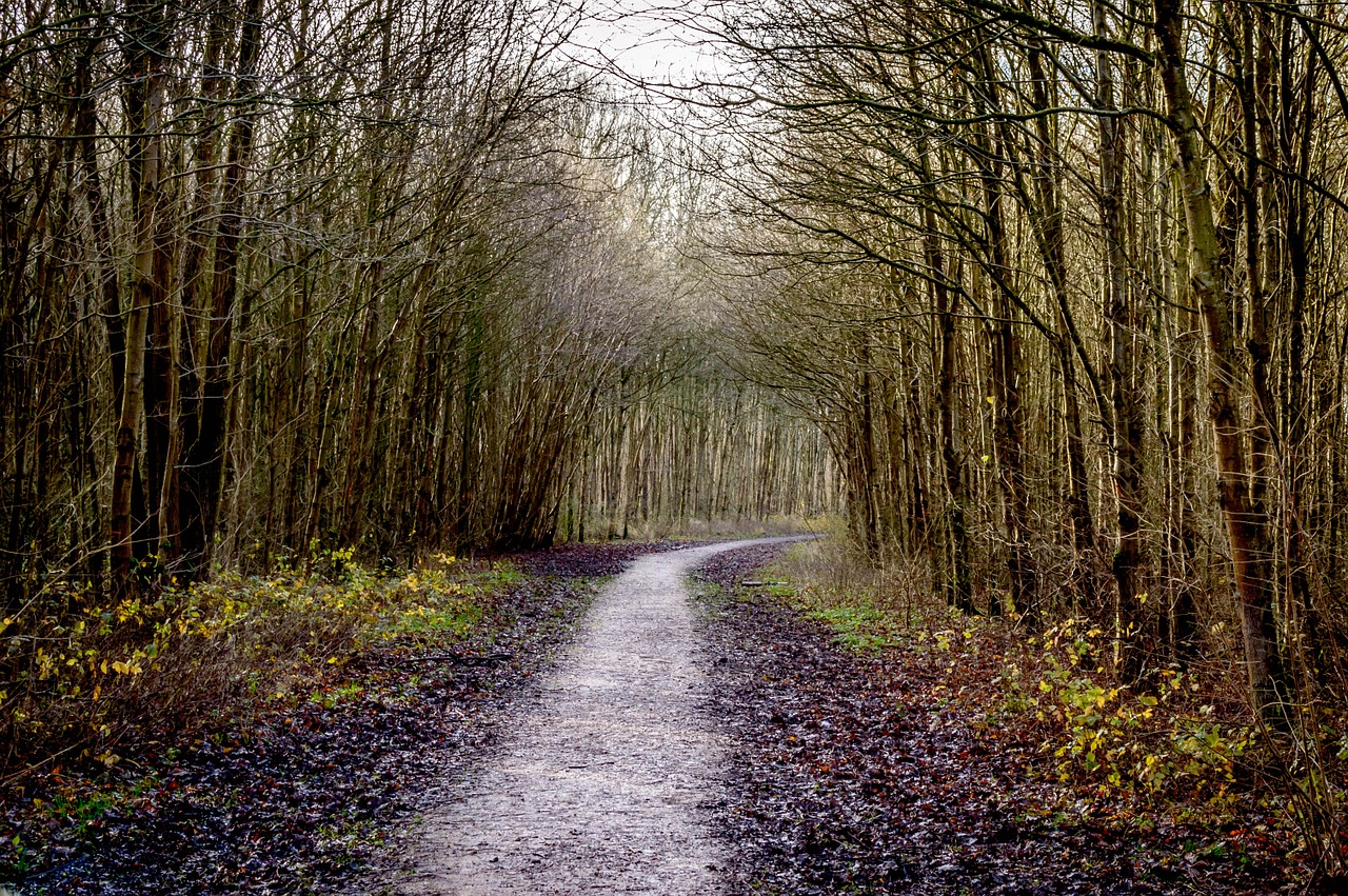 forest path road free photo