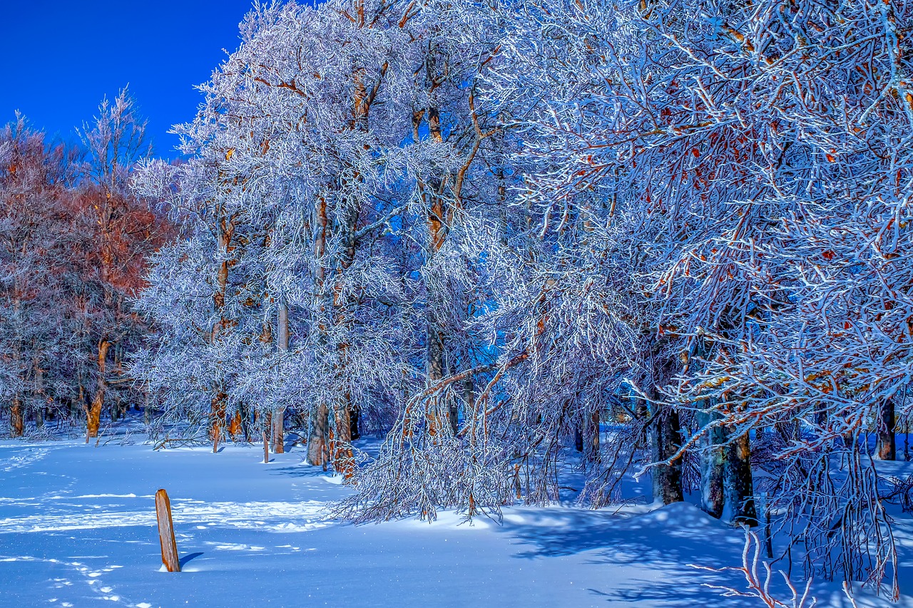 forest  winter  snow free photo