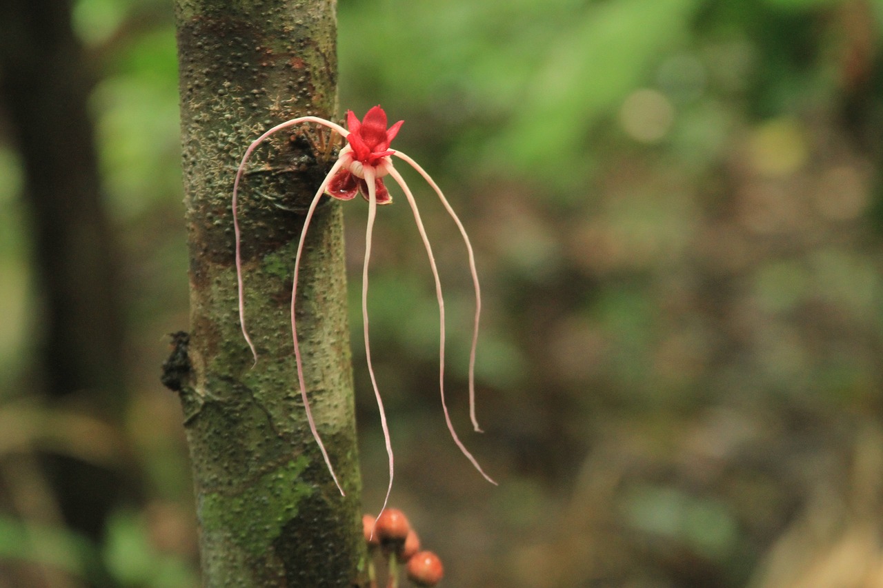 forest  flower  nature free photo