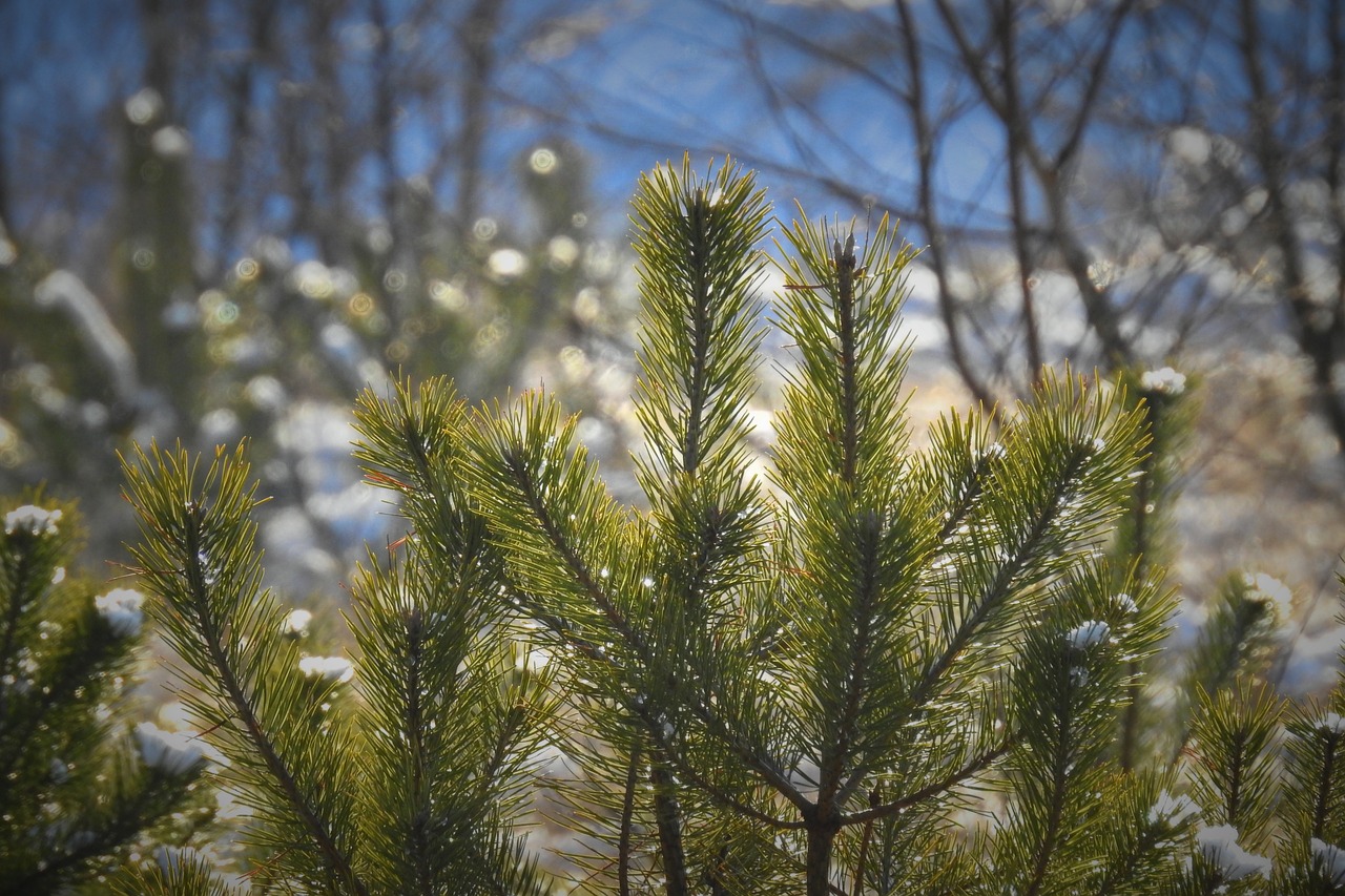 forest  tree  nature free photo