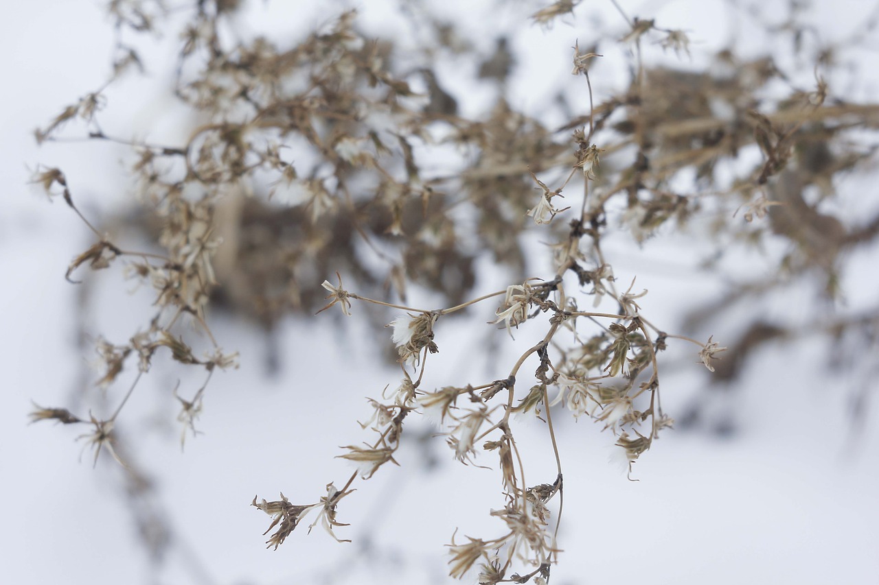 forest  snow  cold free photo