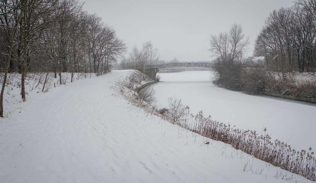 forest  winter  outdoor free photo