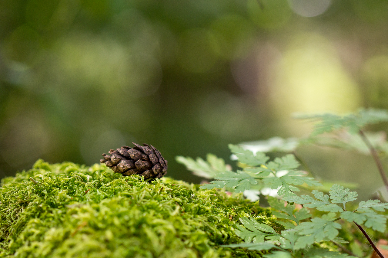 forest  pine cones  nature free photo