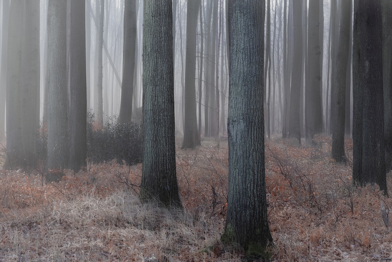 forest  morning  trees free photo