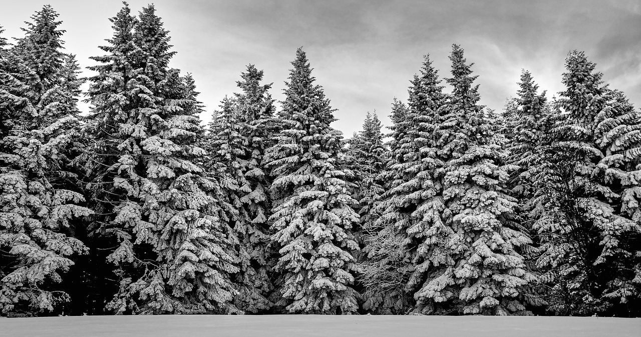 forest  snow  trees free photo